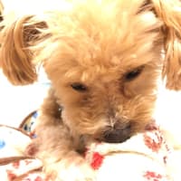 今日のめぇたん