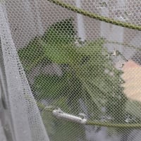 ちょっとした嬉しいことなど