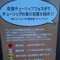 佐倉ふるさと広場「佐倉チューリップフェスタ2024」(佐倉市)