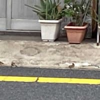 麦茶は2リットルの方がお得なんだが…。
