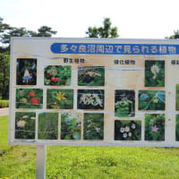 多々良沼公園　散策