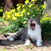 九州F島の猫たち　2025年4月　その9