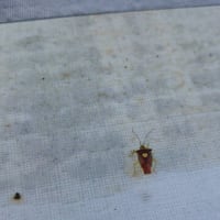 カメムシの背中にハート
