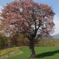 望羊の丘の一本桜🌸＆零号山