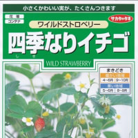 (水耕栽培２) いちご・スイカ・メロン <androidyoshiakiのメモ帳>