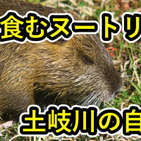 土岐川の自然　【岐阜県多治見市　草を食む土岐川のヌートリア　2025年3月19日】
