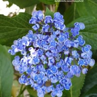 紫陽花　お写ん歩