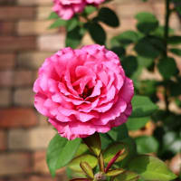薔薇が綺麗