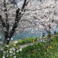 どまつり夜桜in岡崎