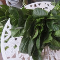 野菜の収穫