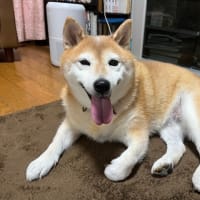 我が家のアイドル柴犬夢、本日永眠………