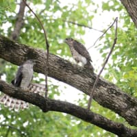 心に残る情景*「鳥景」見沼の小さな森、ツミの家族