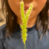 植物の力