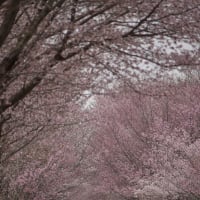岩木山麓のネックレスロードのオオヤマザクラ