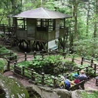 夏の花々咲く高原のお花畑～上林森林公園