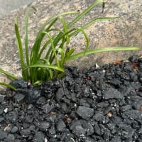オサンポ walk - 植物plant : スキマ草 Sukima-soh---アスファルトなんてヘイチャラ I don't care that asphalt