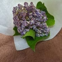 紫陽花花まもり