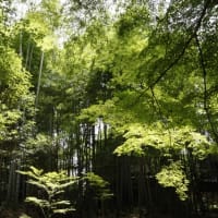 雨の降る季節を目指して京都へ。それにしてもアジア系観光客は酷すぎますね