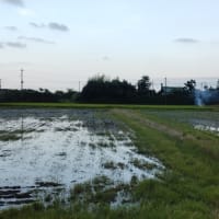 ようやく田植え