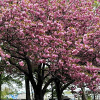 牡丹桜・早いキンランが咲き始めました