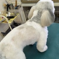 短くカット