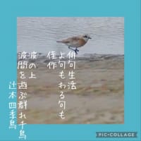 俳句生活 よ句もわる句も佳作