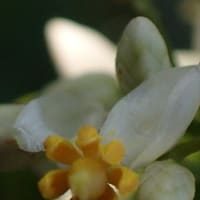 南天の花