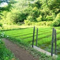 苗代のある里山田んぼの風景