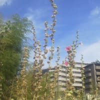 あつい七月