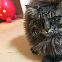 ソラの旅立ち