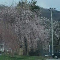 枝垂桜がステキ！