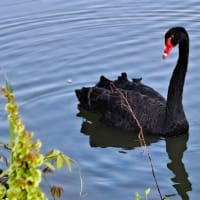 朝の散歩　平池公園　43　5.1～5