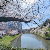 ムンバイのカレーと九段下駅からの桜