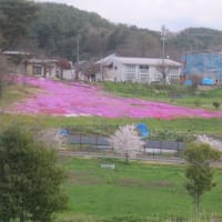 高松の池の桜と上田堤のシバザクラ