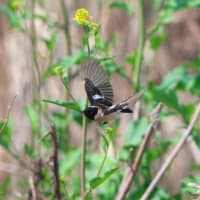 渡りの途中で・・・ノビタキ　飛翔編