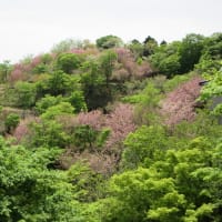 倶利伽羅峠の八重桜と新緑