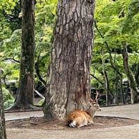 こんなところにも🦌な日