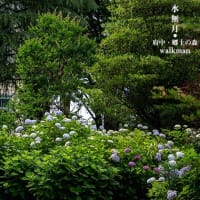 郷土の森、紫陽花景。