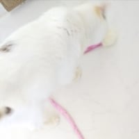 後ろ足のハゲ