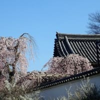 吉野千本桜と秘湯赤目温泉
