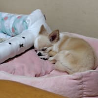 マイナンバーカードの更新しました