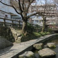 散策：二ケ領用水宿河原桜並木（JR南武線　宿河原駅）