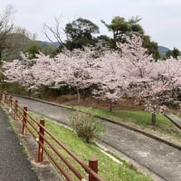 諏訪神社の清掃活動 お花(桜)が満開なのです 榊のイタズラはやっぱり小鳥だと思う 2024年04月05日