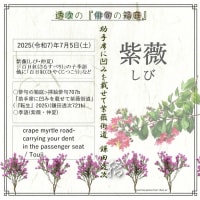 ■挿絵俳句707b「助手席に凹みを載せて紫薇街道(05)夏1」(鎌田透次)
