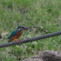於大公園 ： 野鳥 ・ 翡翠 ・ カワセミ・・・フリー素材ブログ　カワセミ