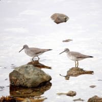 05/16探鳥記録写真-3：狩尾岬の鳥たち（キアシシギ三昧、）