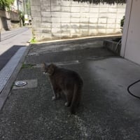 幸福の猫？
