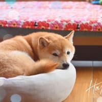 ズームデビュー