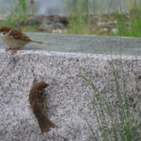 出会った生き物たち～宇治川散歩2025/5下旬（5）