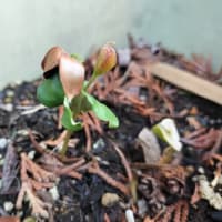 芽